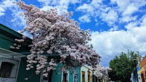 Street view of Oaxaca city with flowers bloom